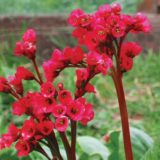 Bergenia cordifolia Red Beauty