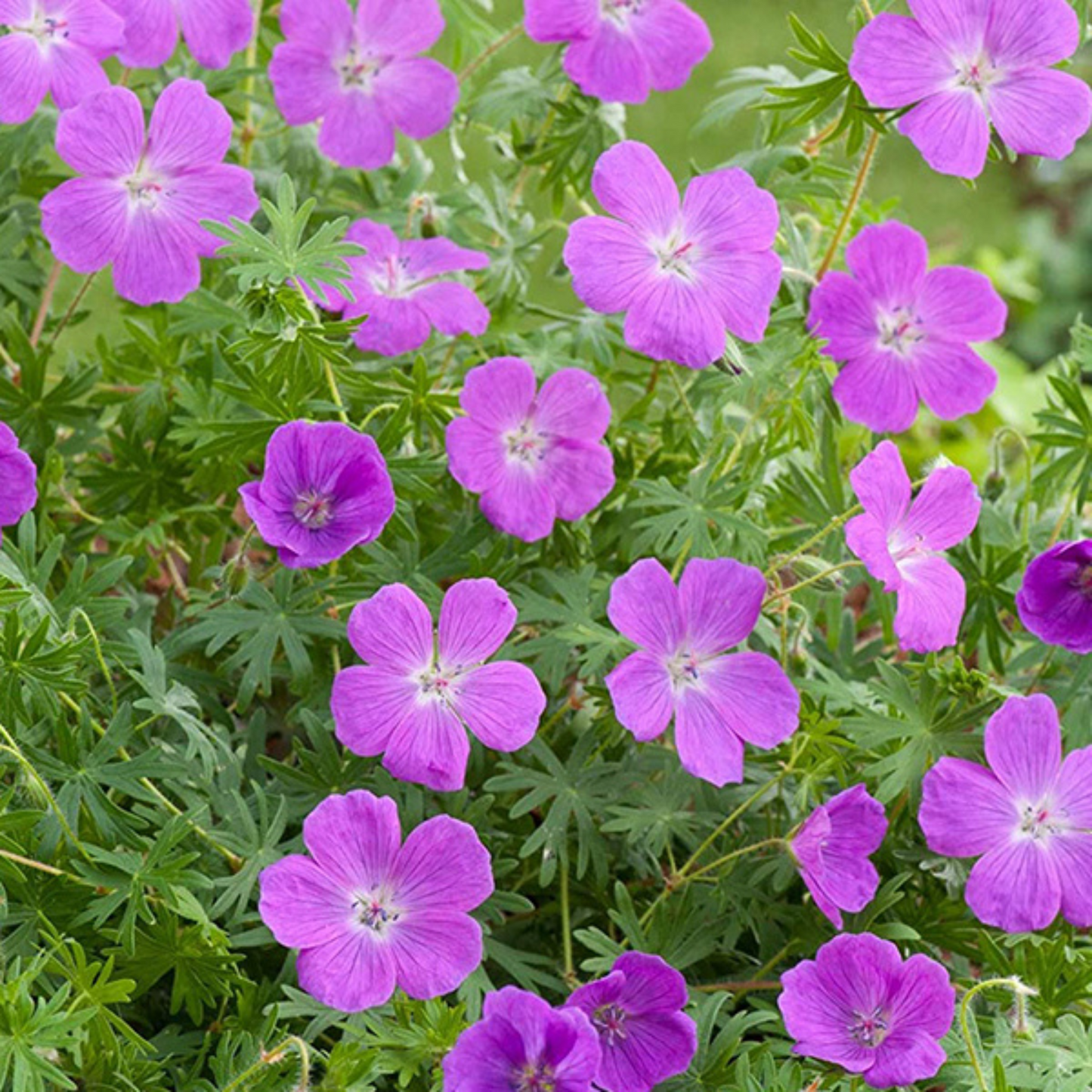 Geranium sanguineum Vision Violet
