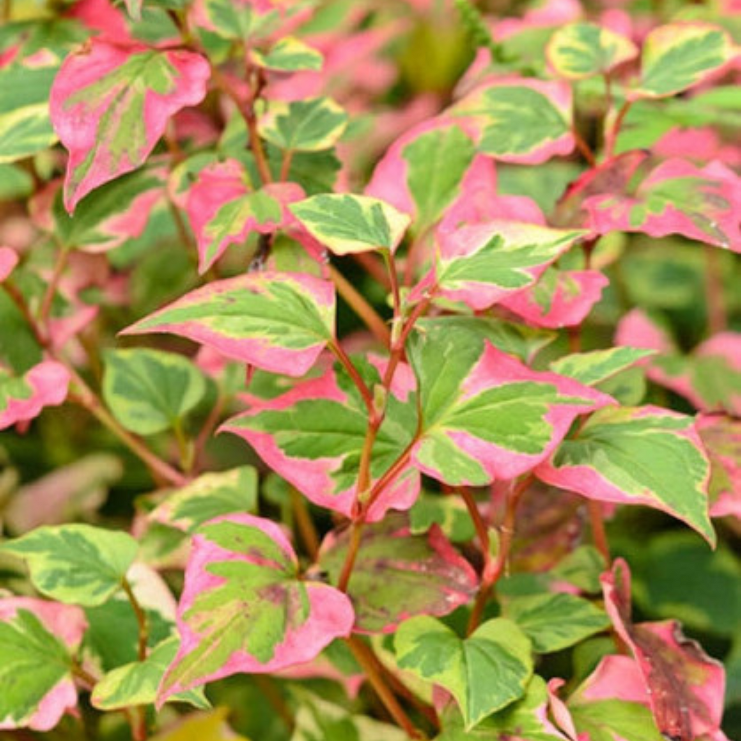 Houttuynia cordata Chameleon