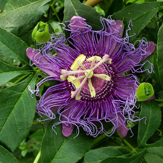 Passiflora incarnata x cinnicata Incense