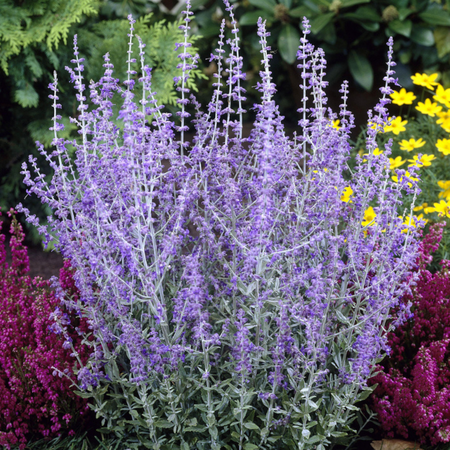 Perovskia atriplicifolia Little Spire