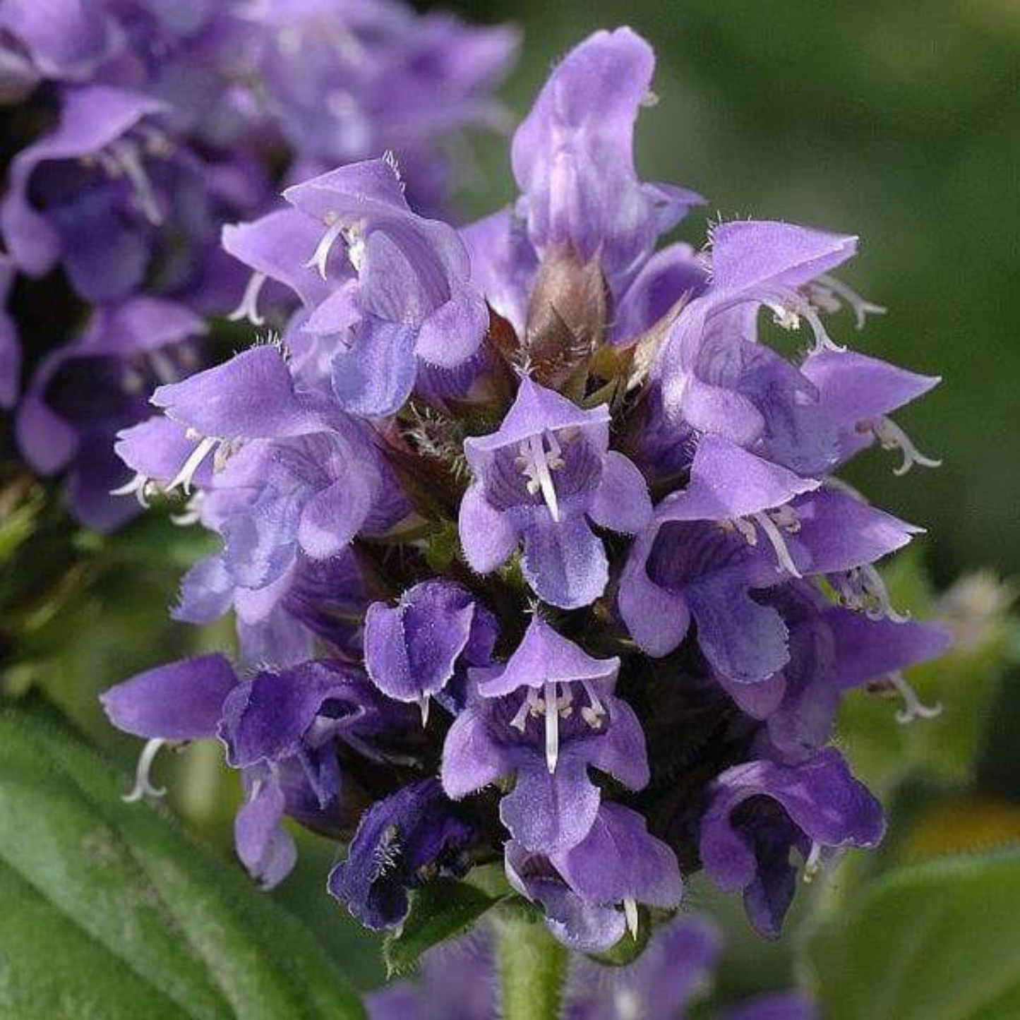 Prunella grandiflora Lacy Blue