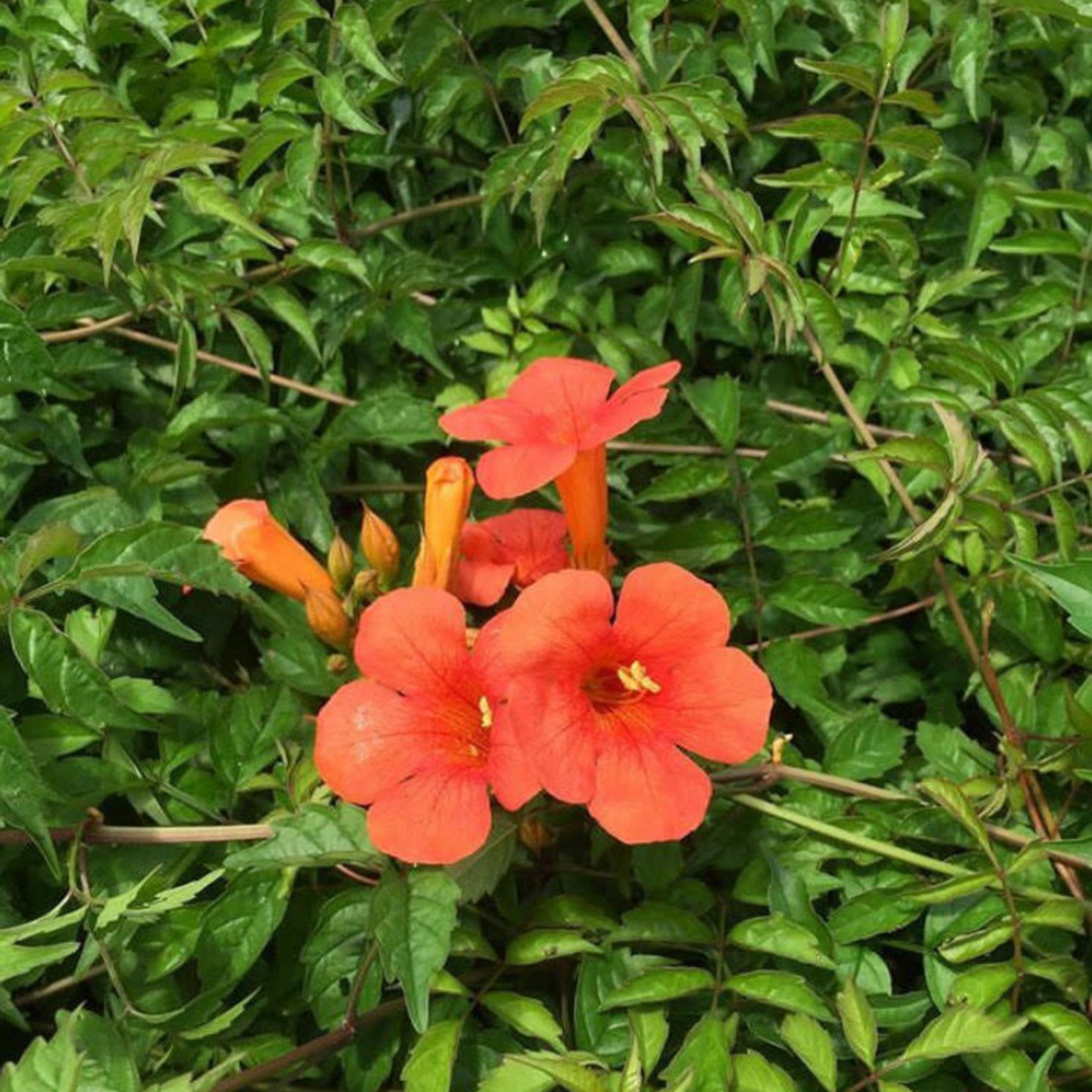Orange Trumpet Vine