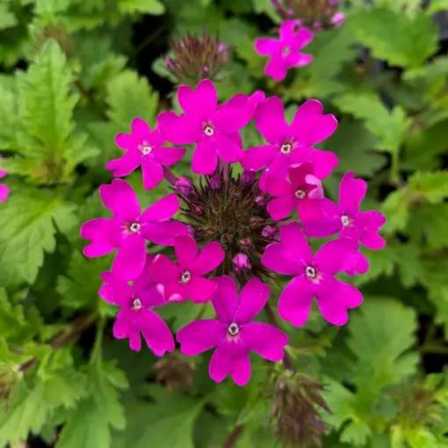 Verbena canadensis Perfecta