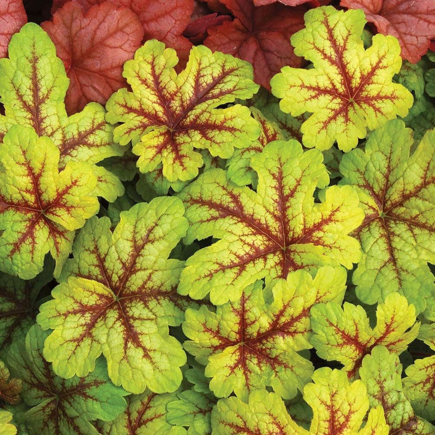 Heucherella Alabama Sunrise
