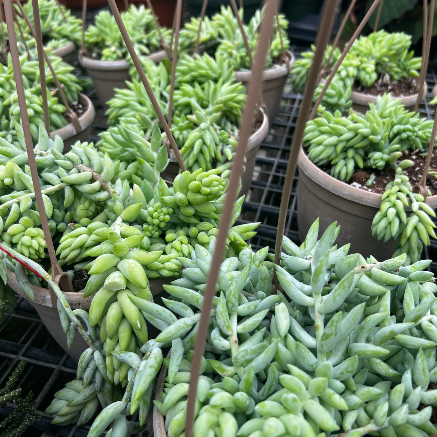 Sedum 'Burros Tail'