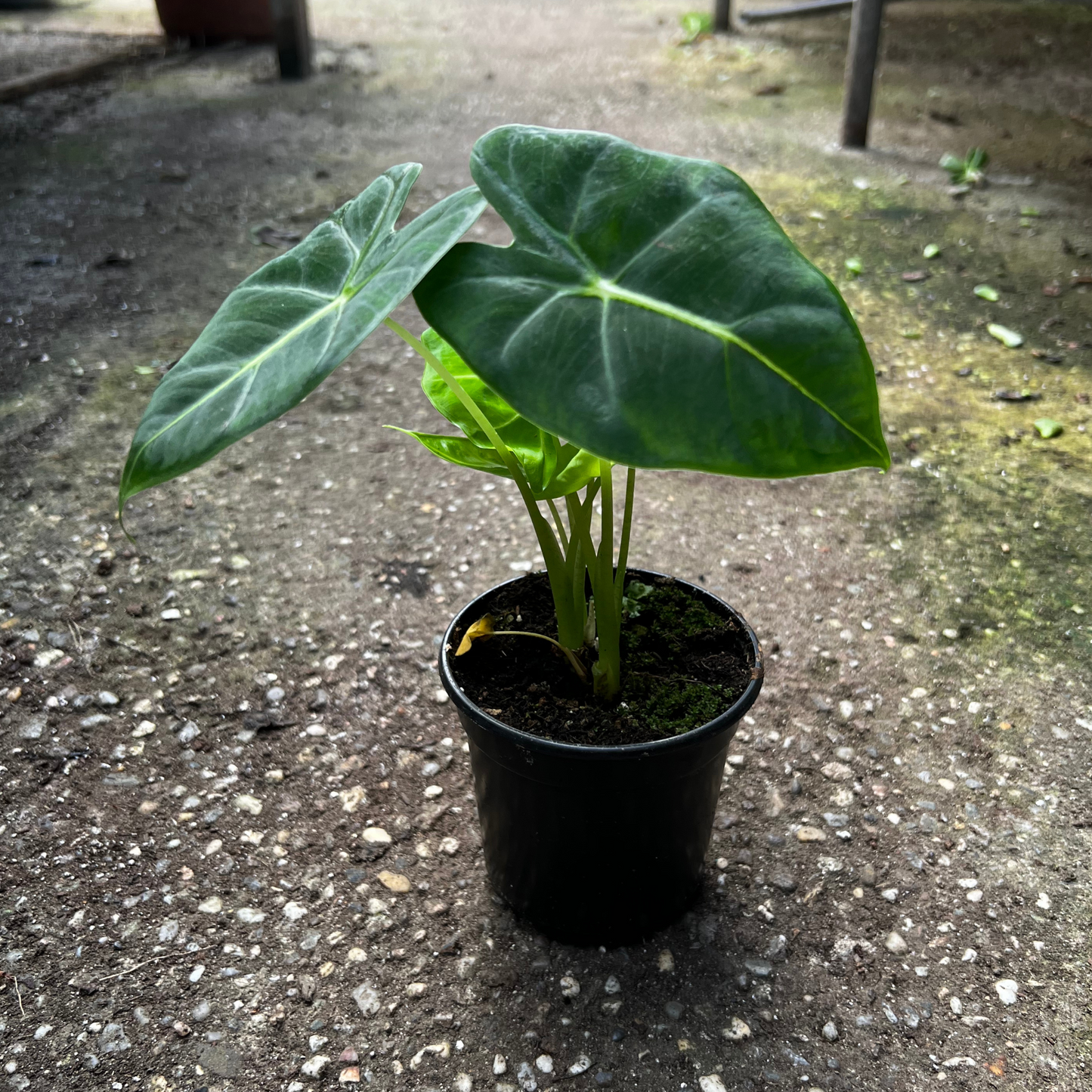 Alocasia Frydek