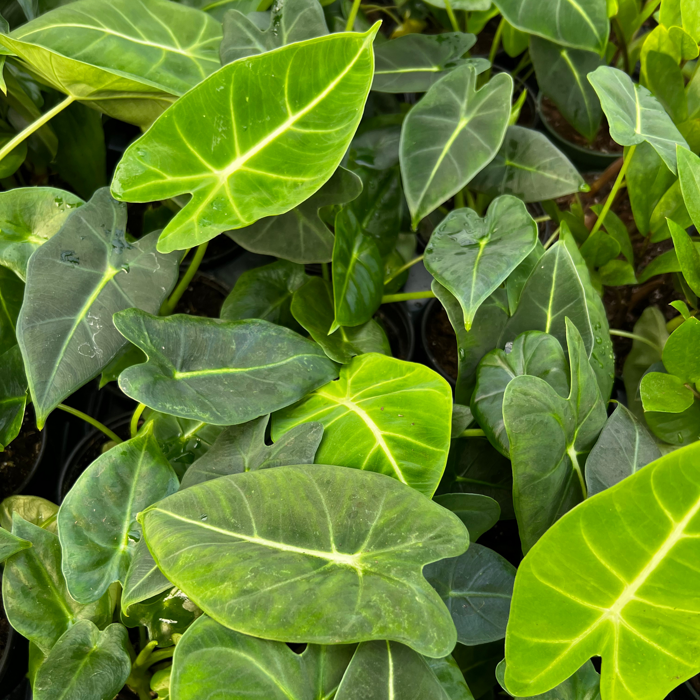 Alocasia Frydek