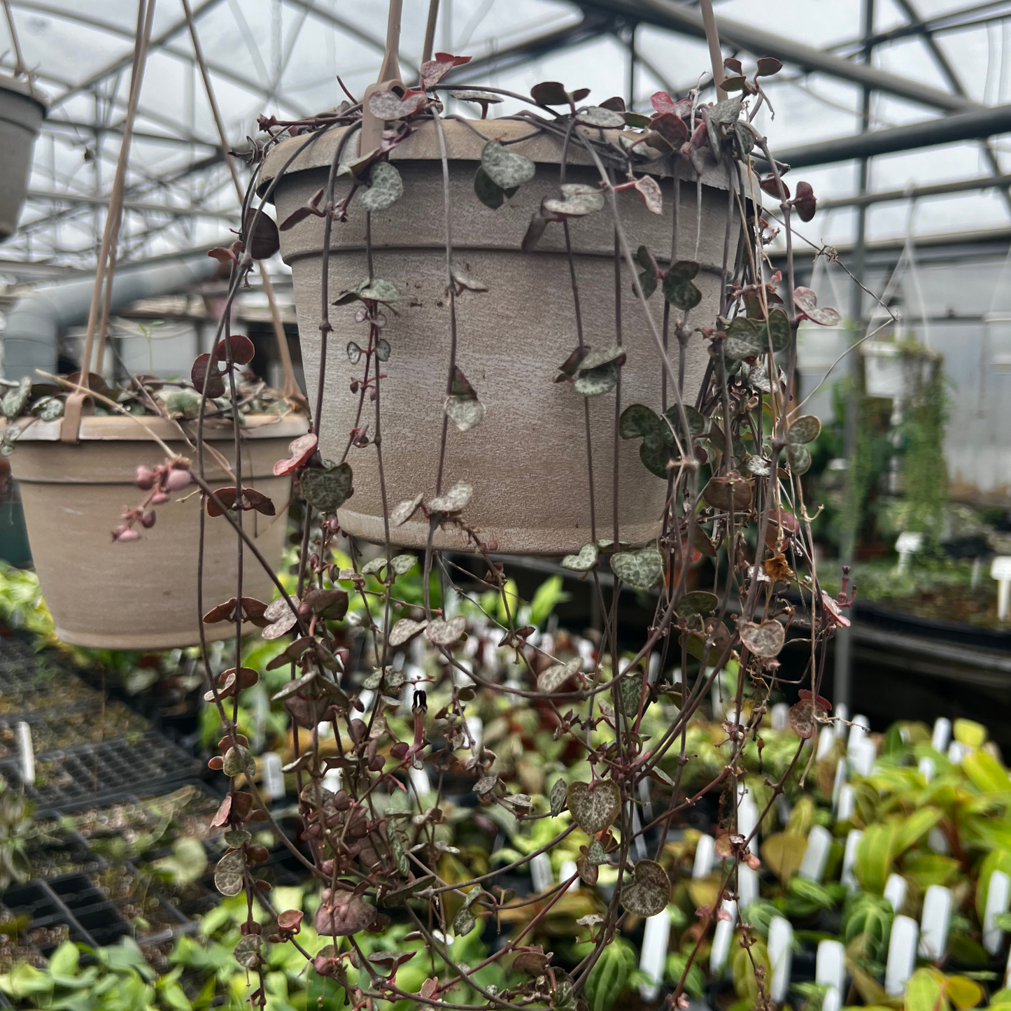 Ceropegia woodii 'String of Hearts'