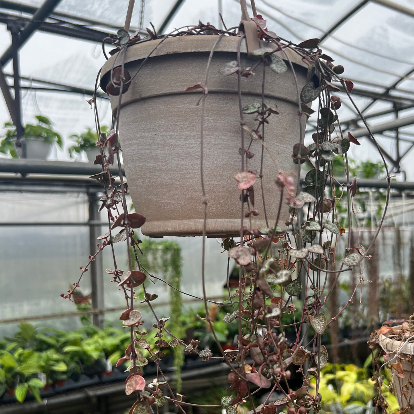 Ceropegia woodii 'String of Hearts'
