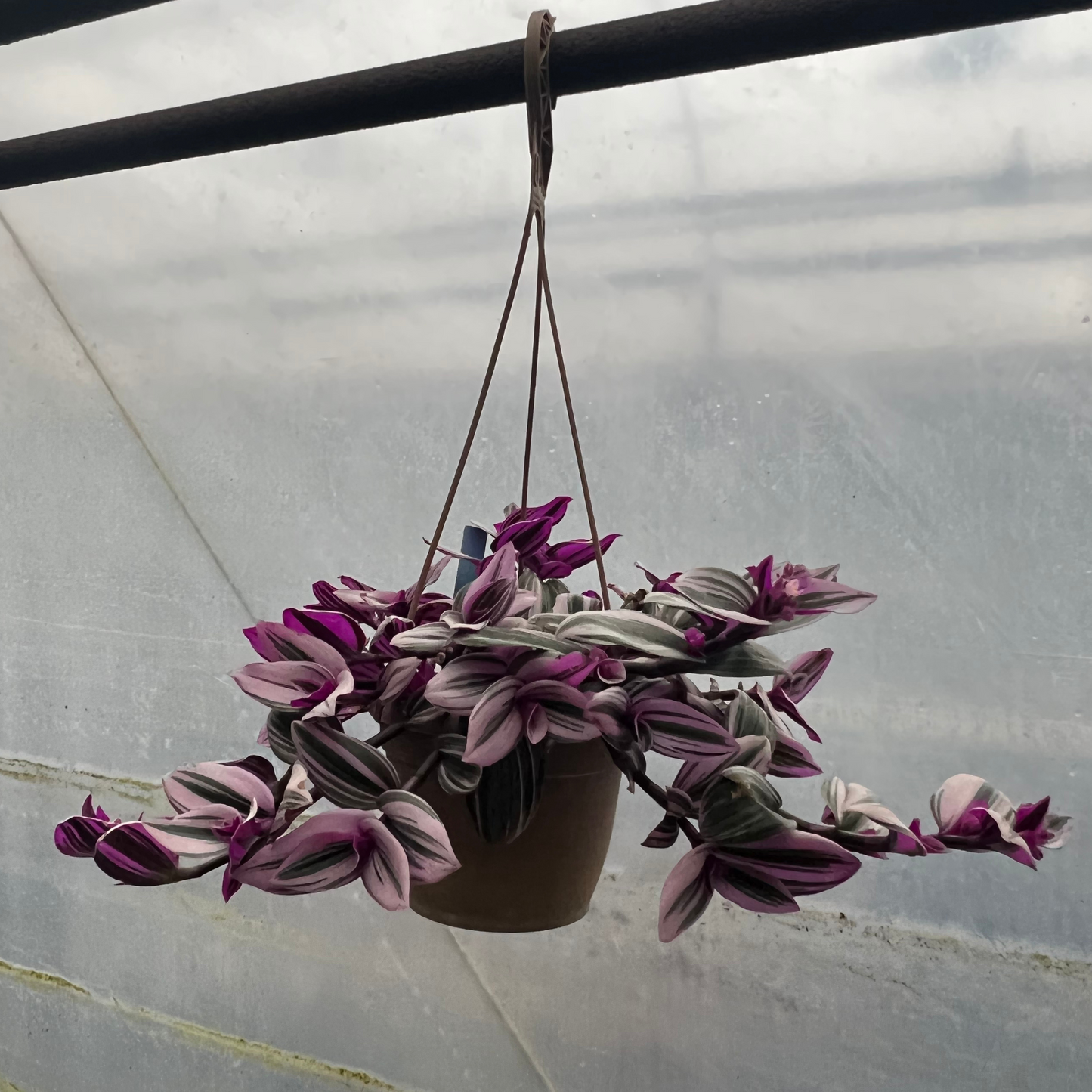 Tradescantia Nanouk