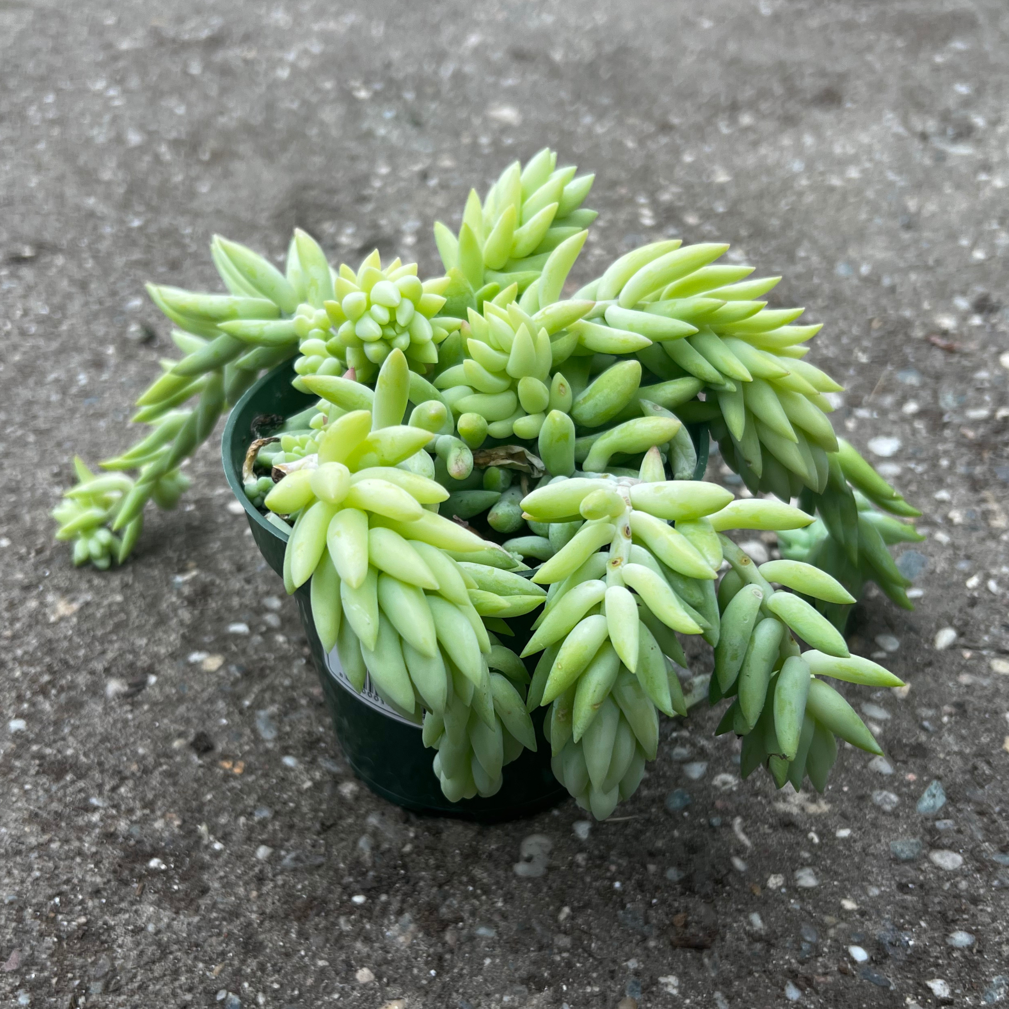 buy donkey tail succulent Burro's Tail