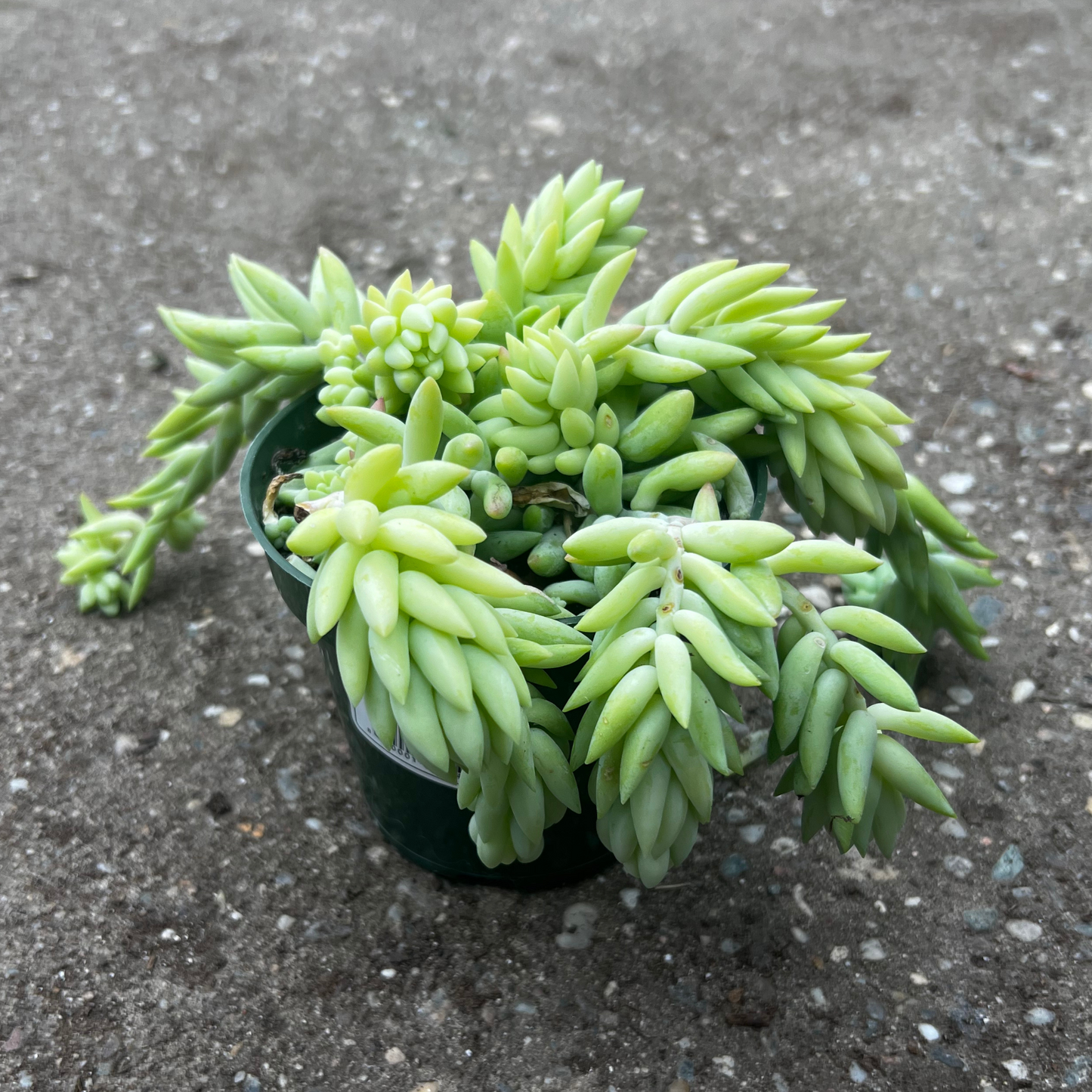 Sedum Burros Tail