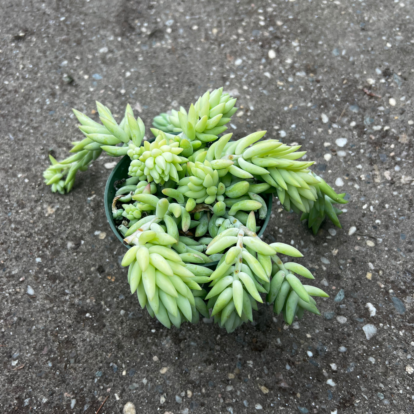 Sedum 'Burros Tail'