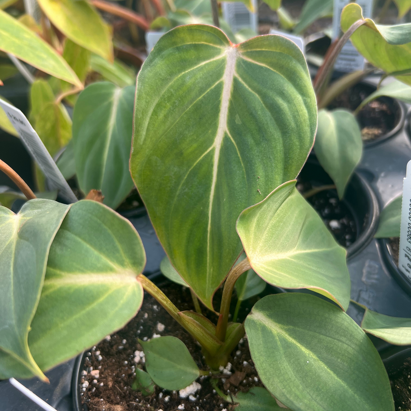 Philodendron Gloriosum