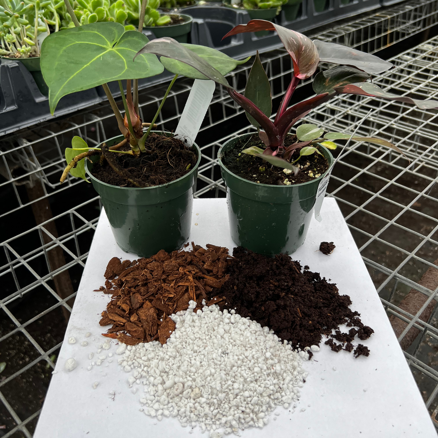 Aroid Potting Mix