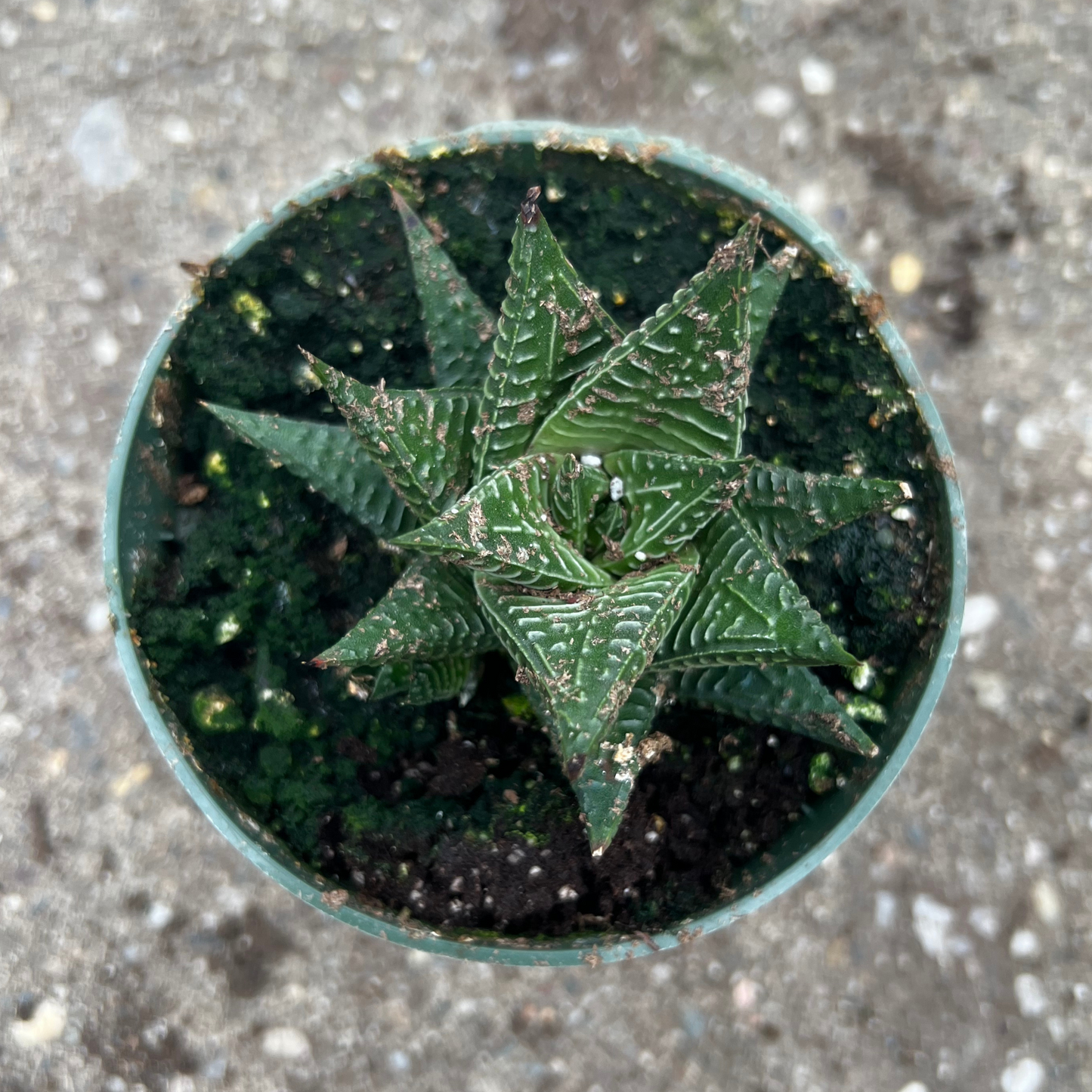 Haworthia Limifolia