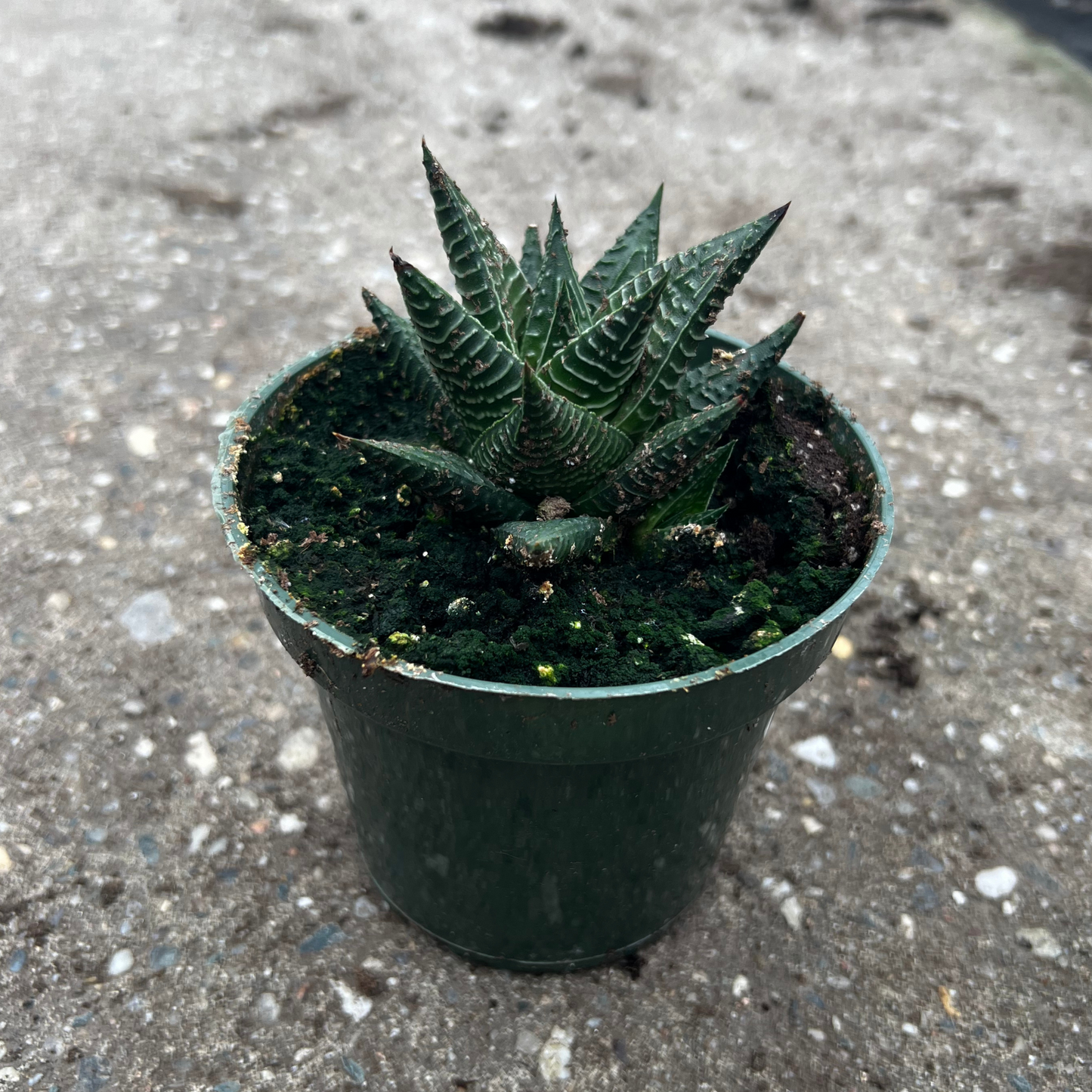 Haworthia Limifolia