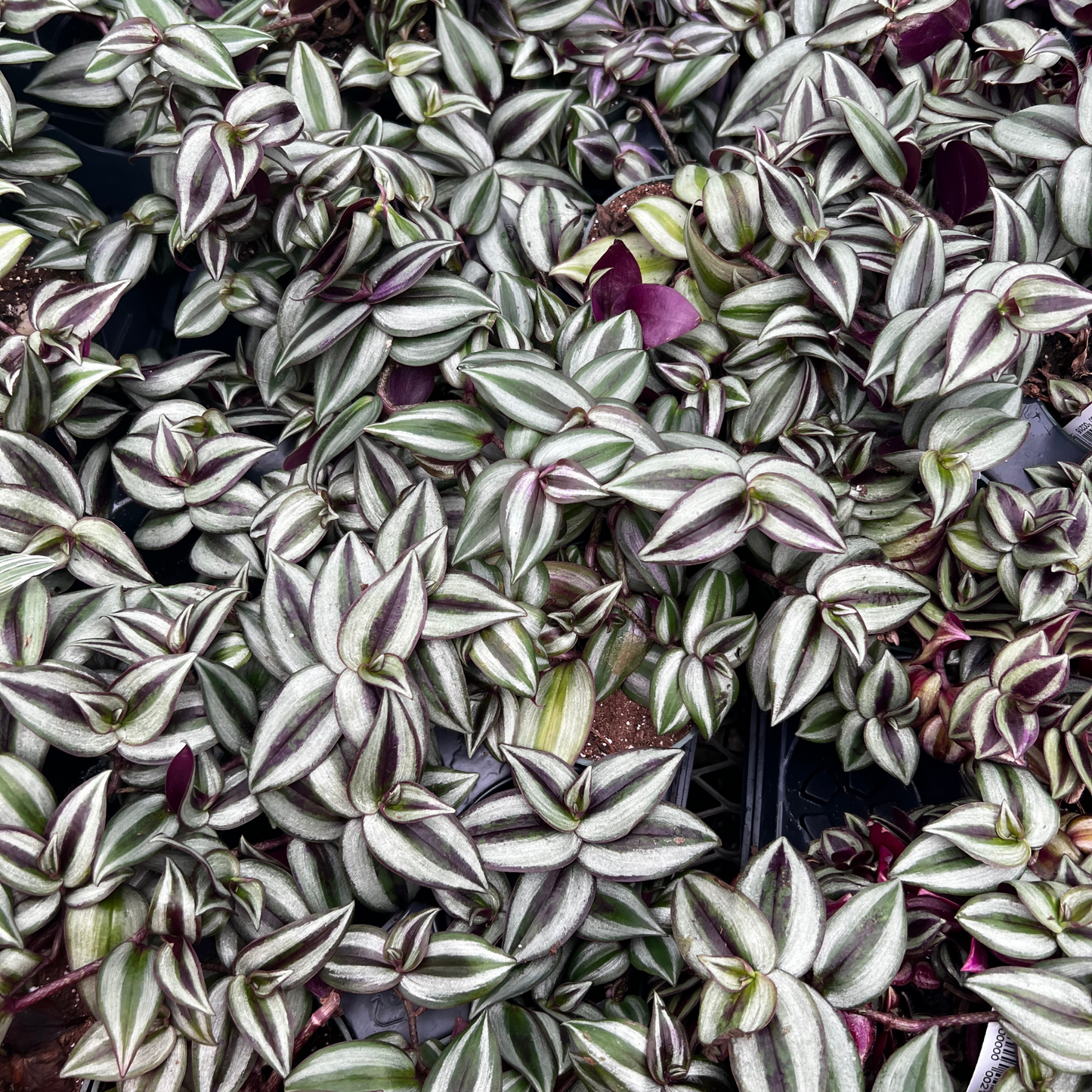 Tradescantia Zebrina