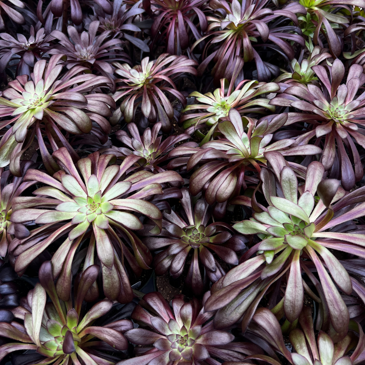 Aeonium Zwartkop