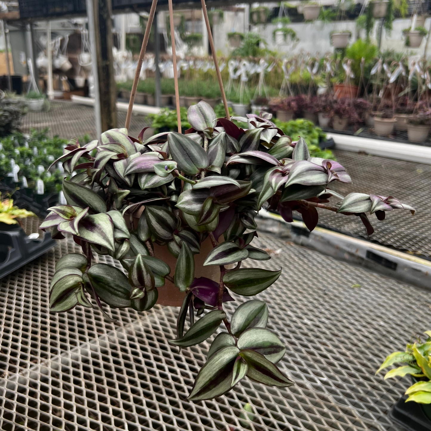 Tradescantia Zebrina