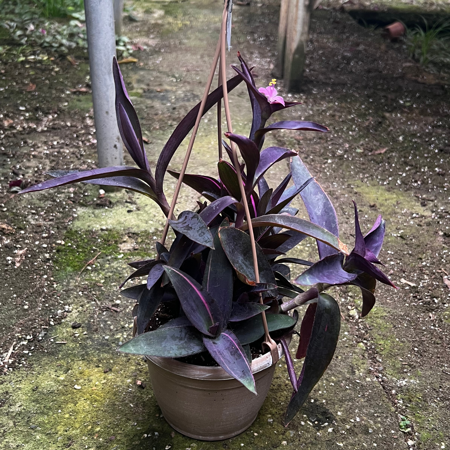 Tradescantia Purple Heart