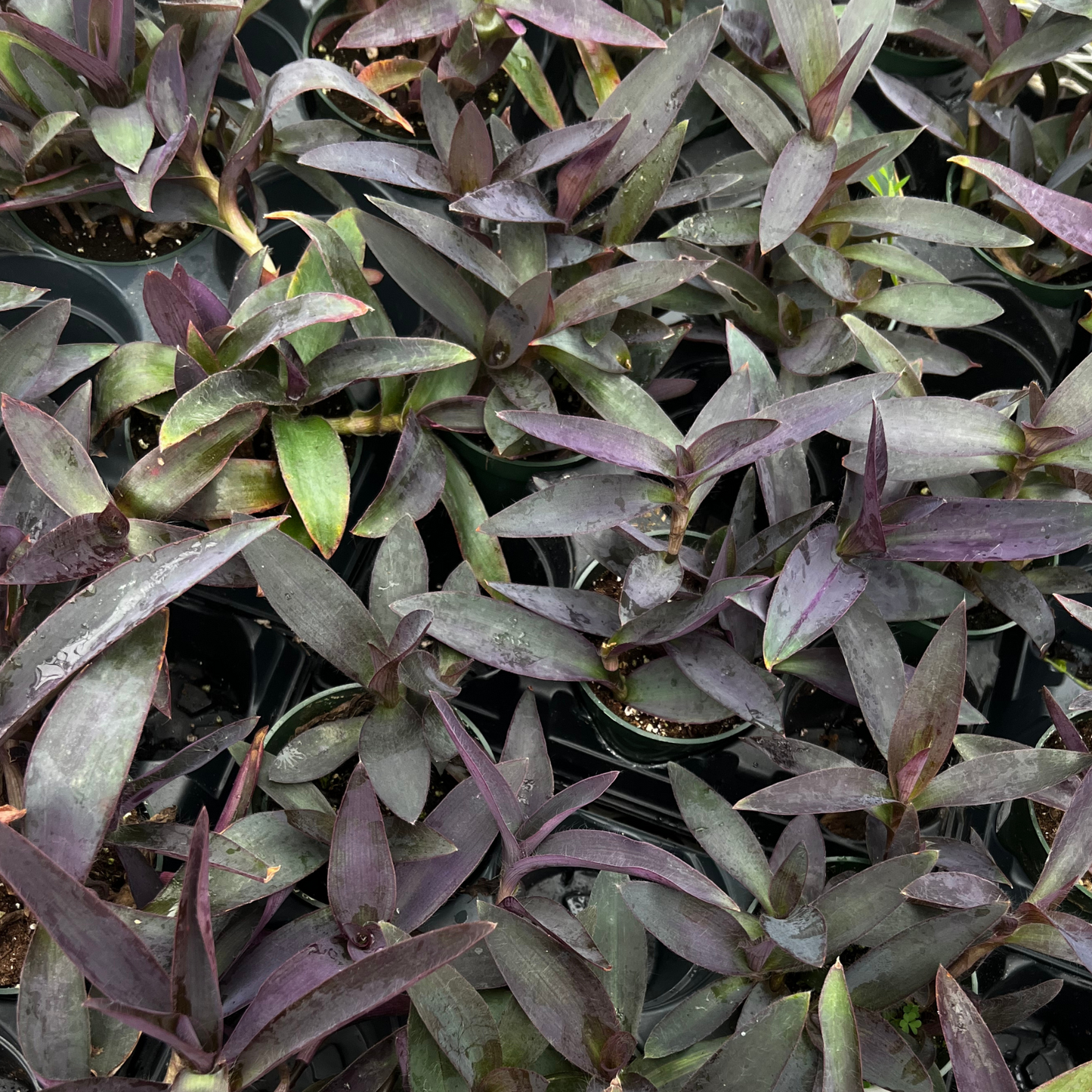 Tradescantia Purple Heart