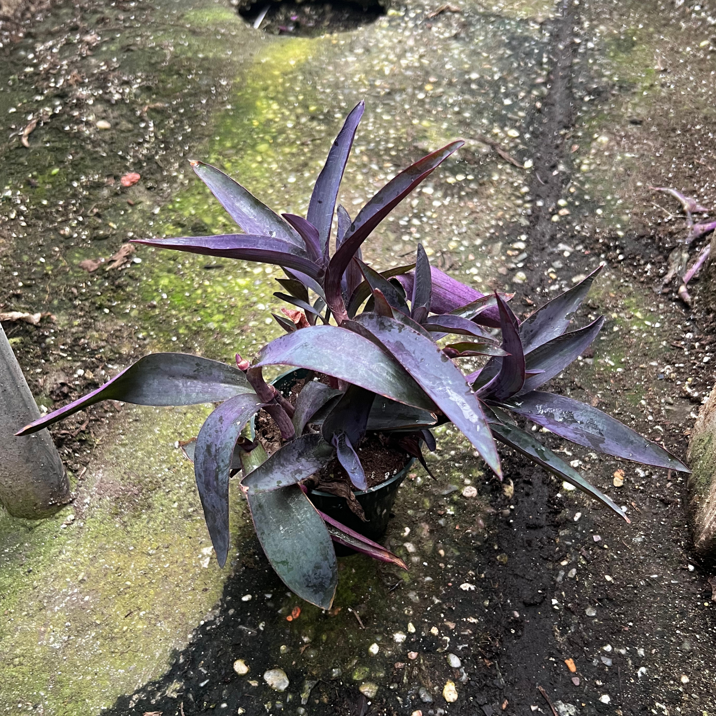 Tradescantia Purple Heart