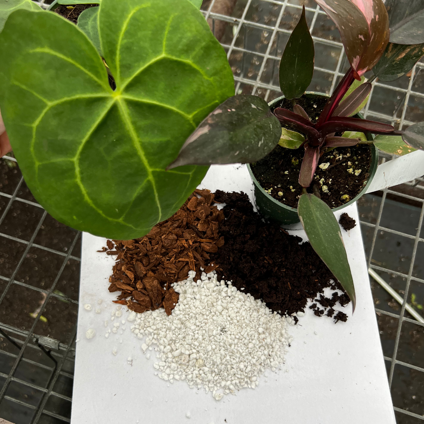 Aroid Potting Mix