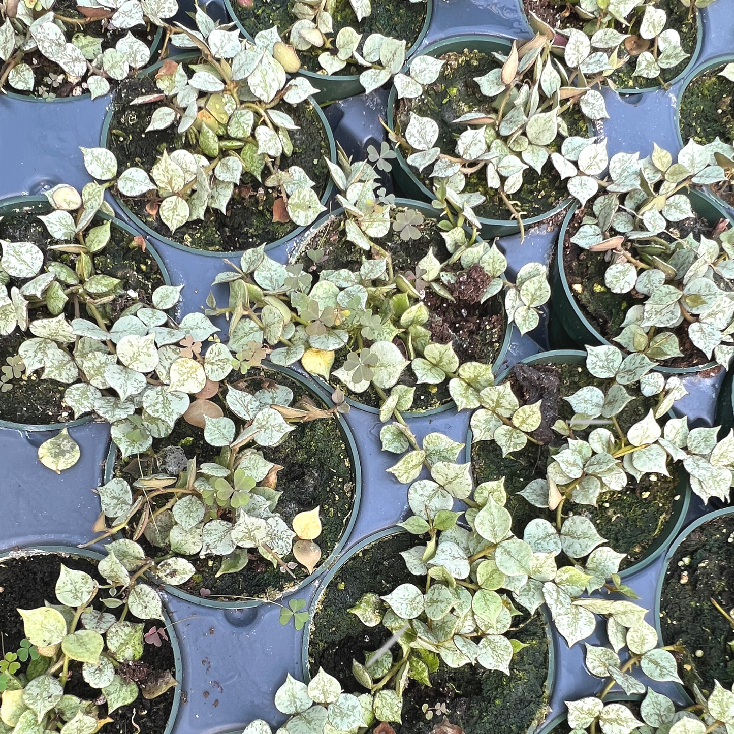 Hoya curtisii