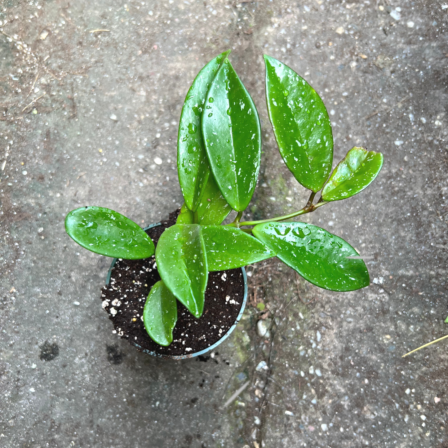 Hoya pubicalyx