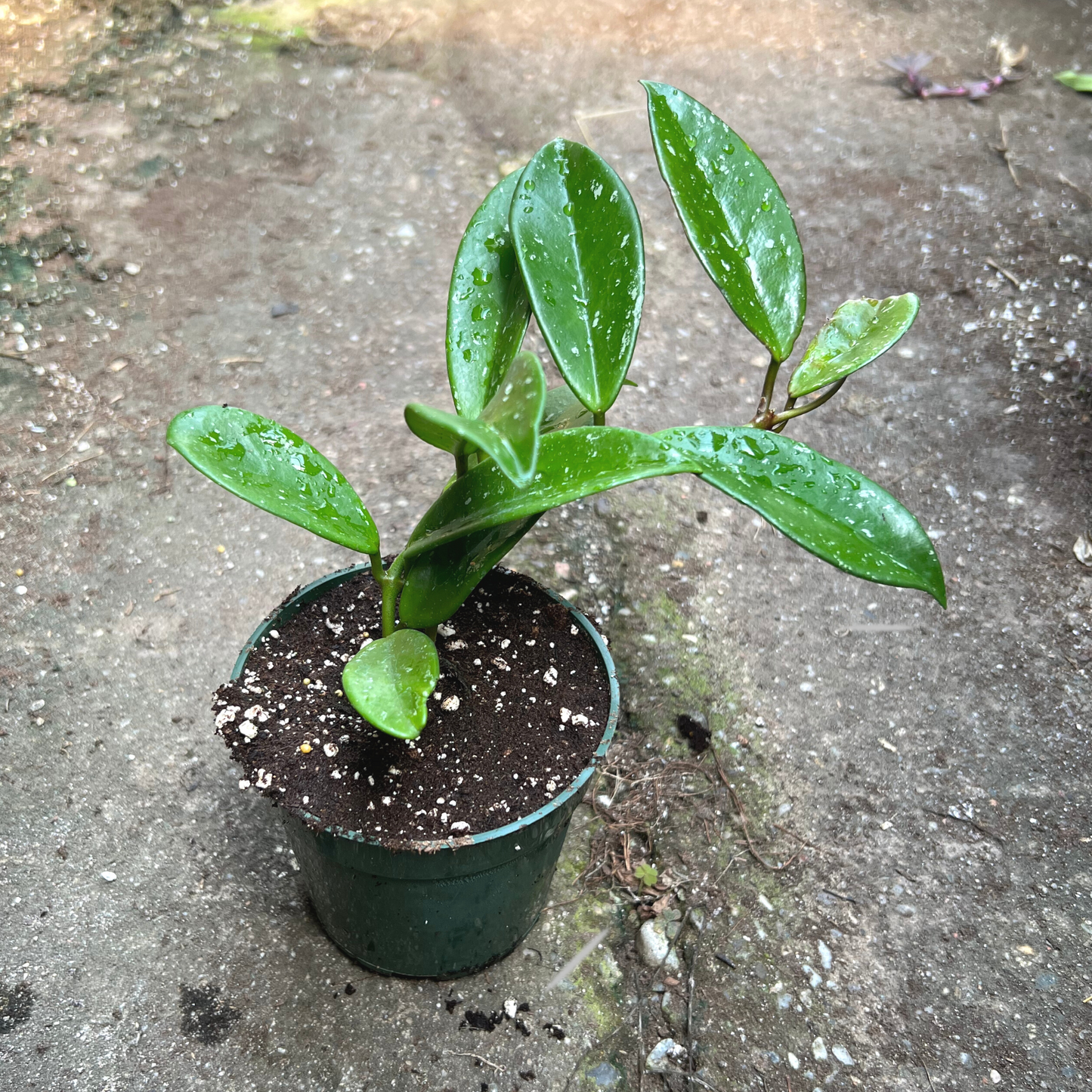 Hoya pubicalyx
