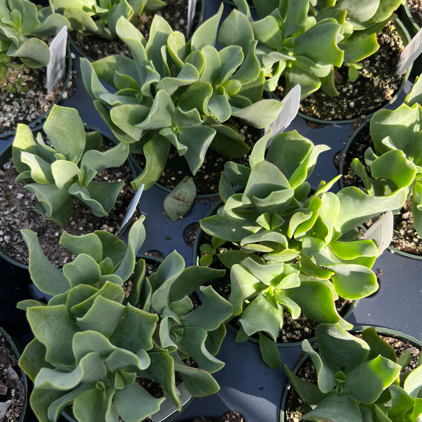 Crassula Ripple Jade