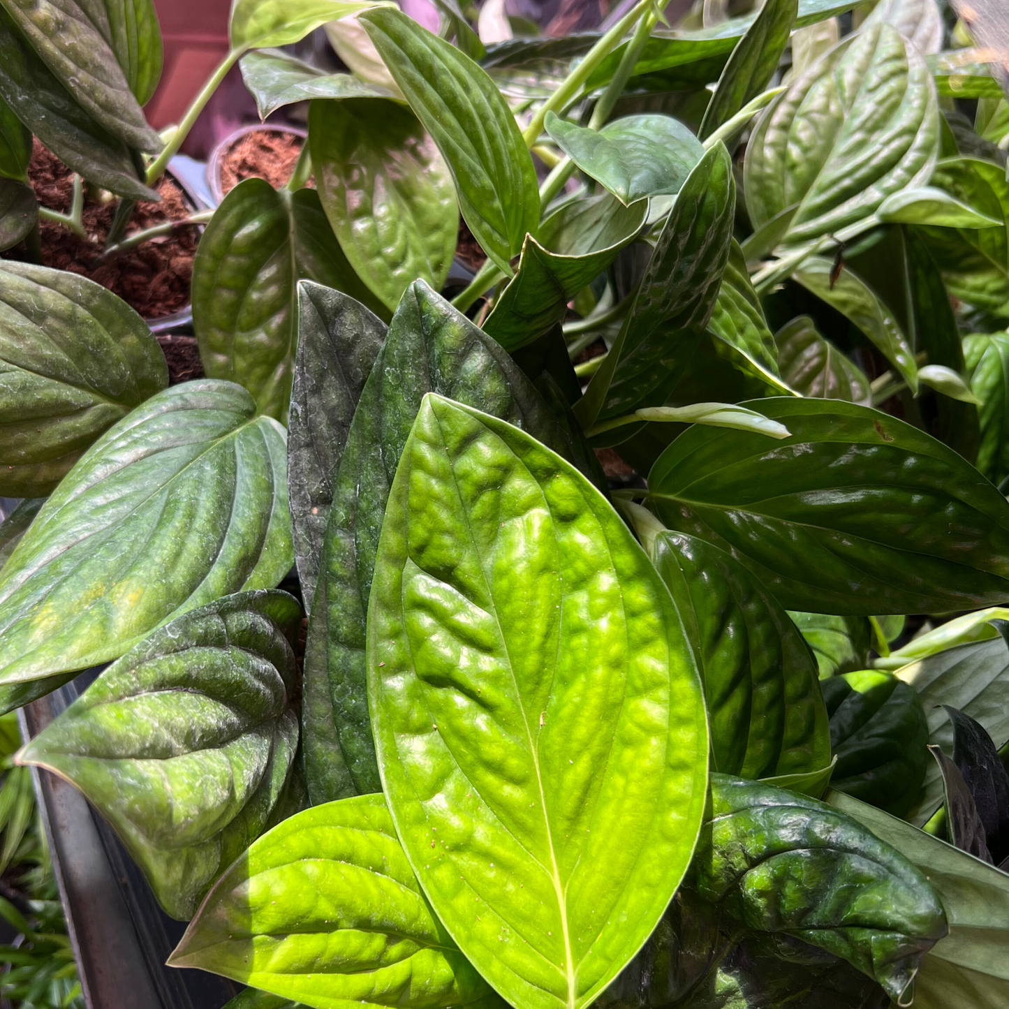 Monstera Peru