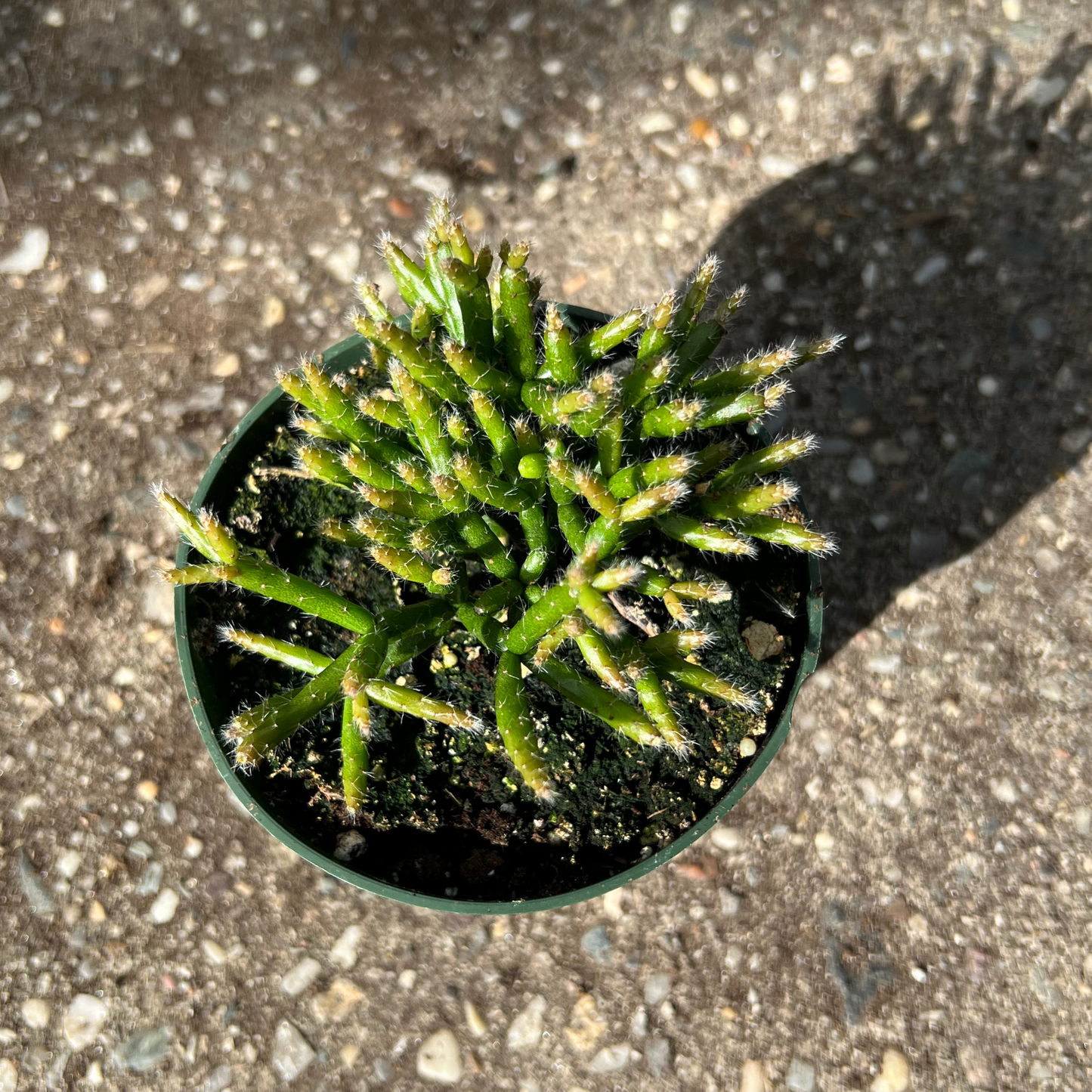 Mistletoe Cactus