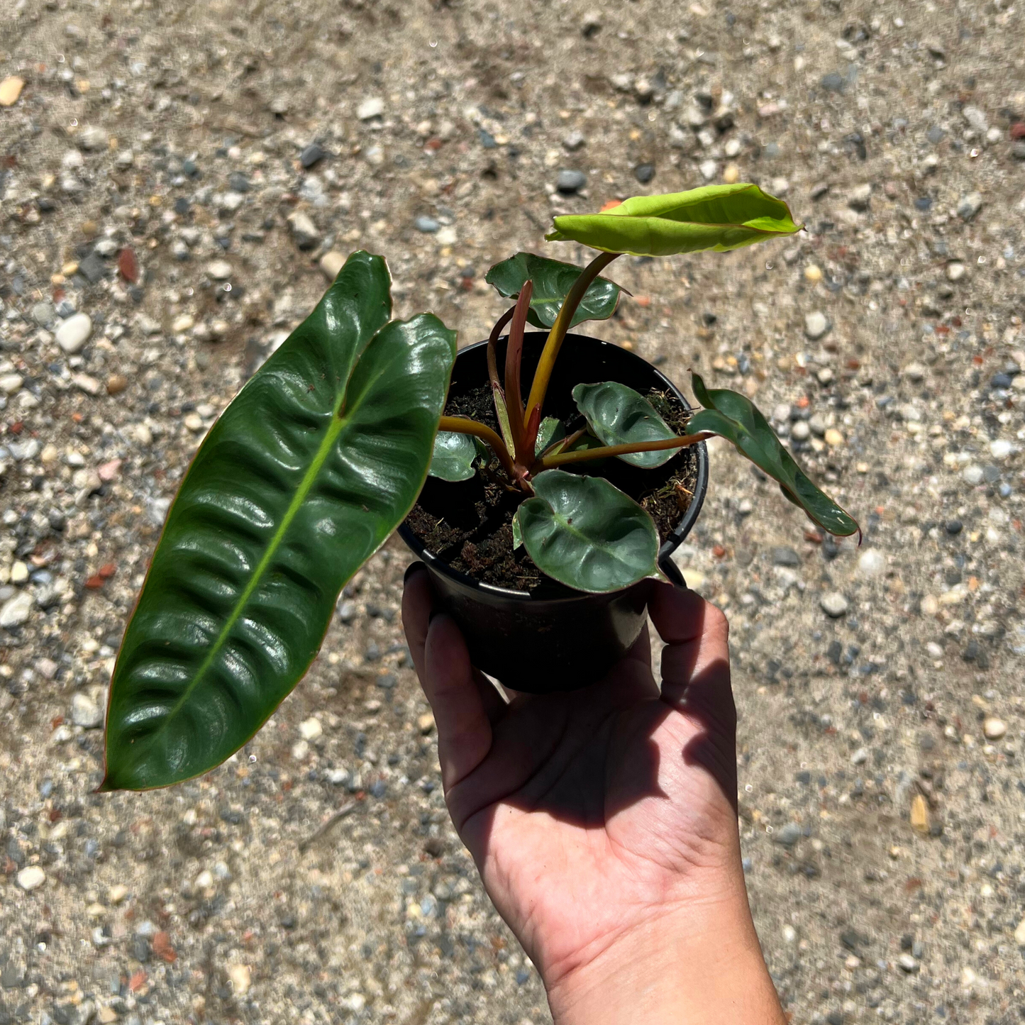 Philodendron Billietae