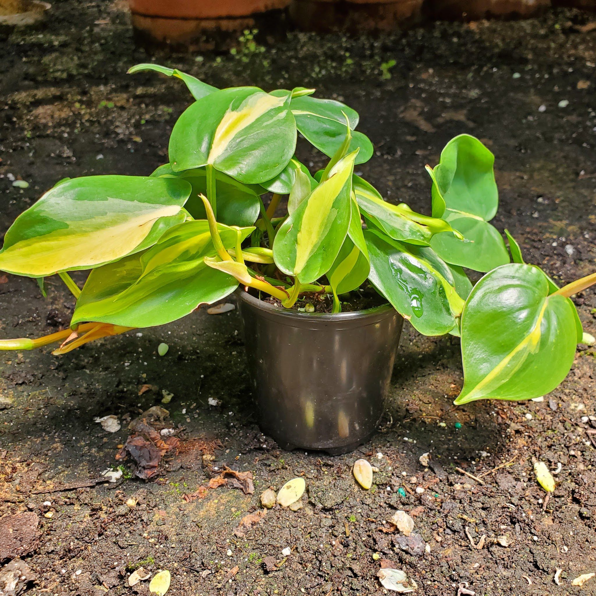 Brasil Heartleaf Philodendron Tropical Plant in Tricolour Ceramic Deco Pot
