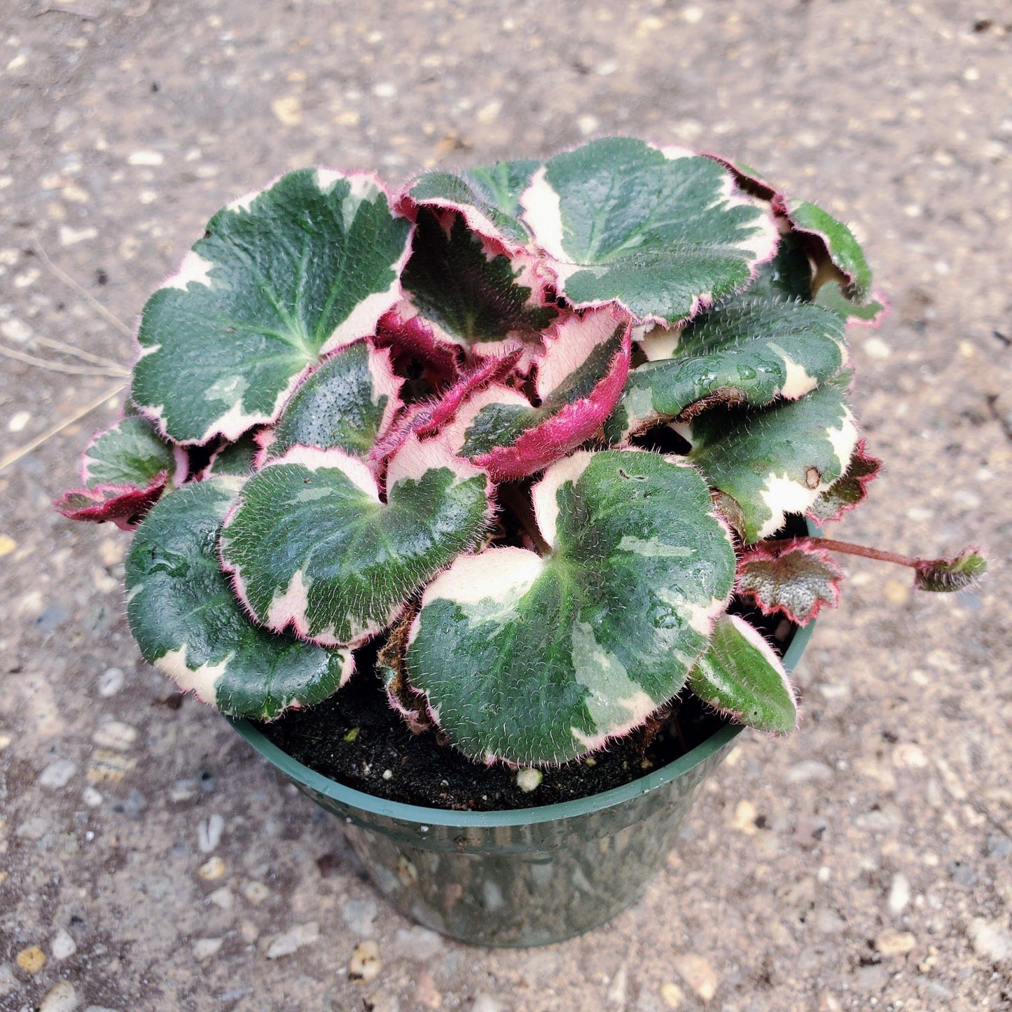 Saxifraga Tricolor