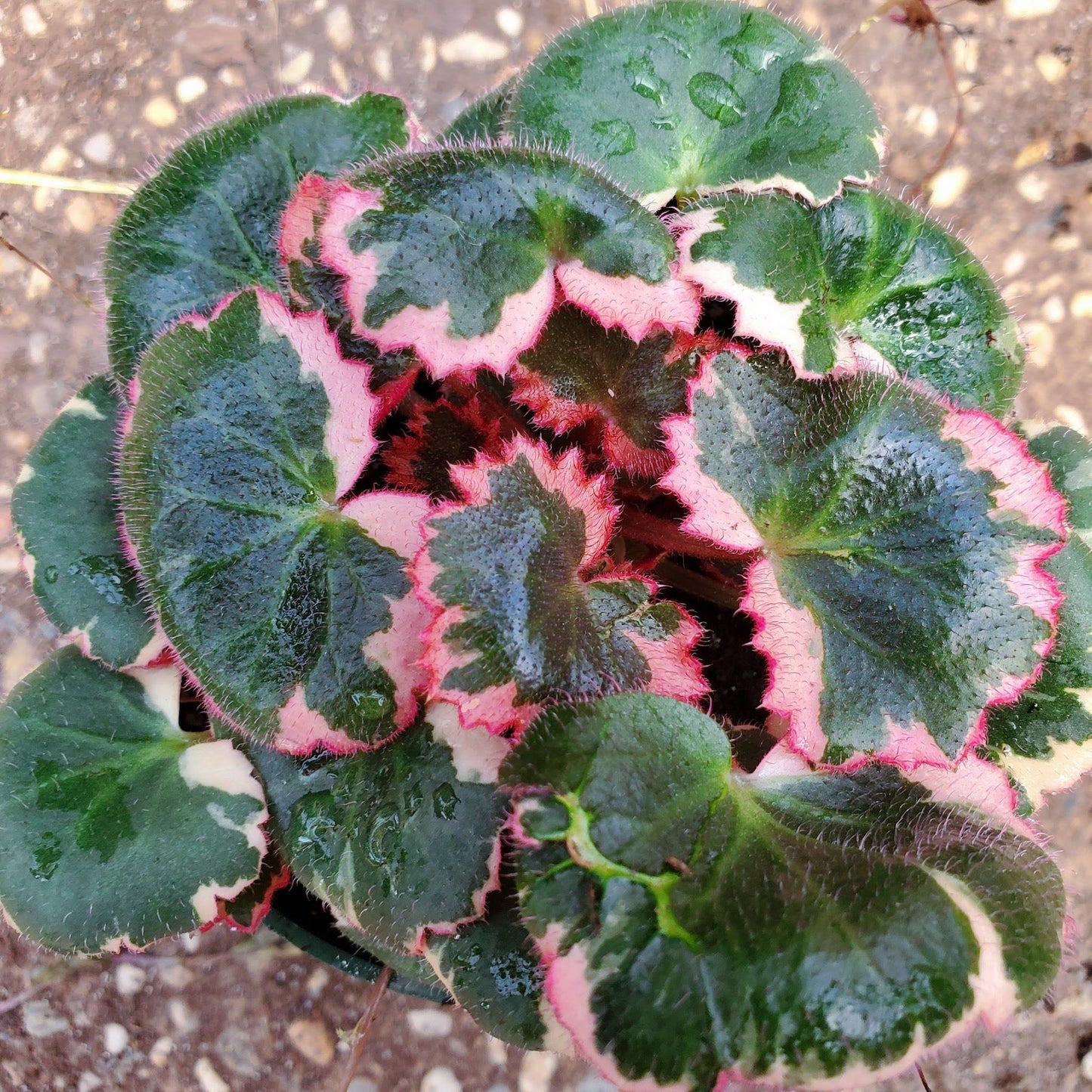 Saxifraga Tricolor