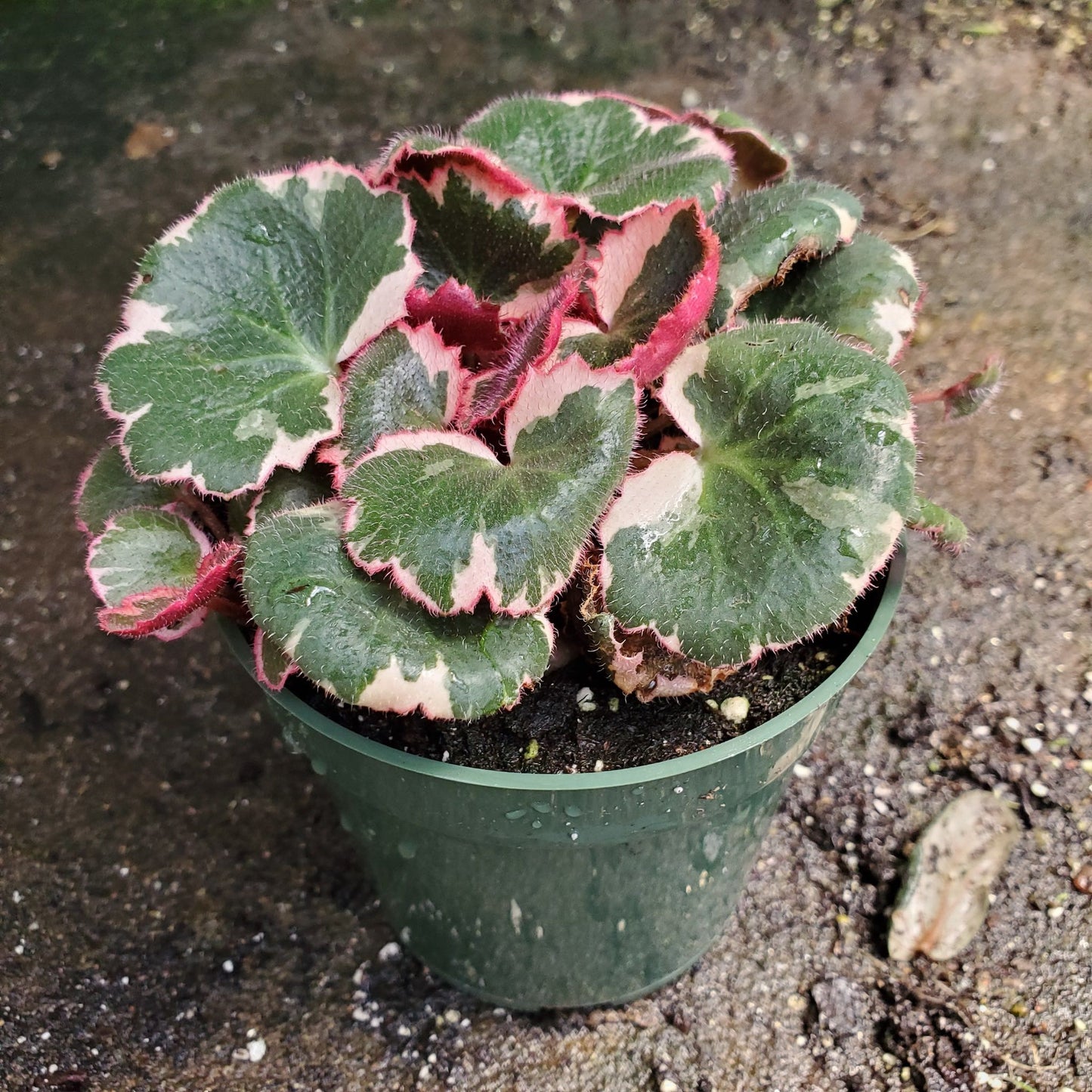 Saxifraga Tricolor