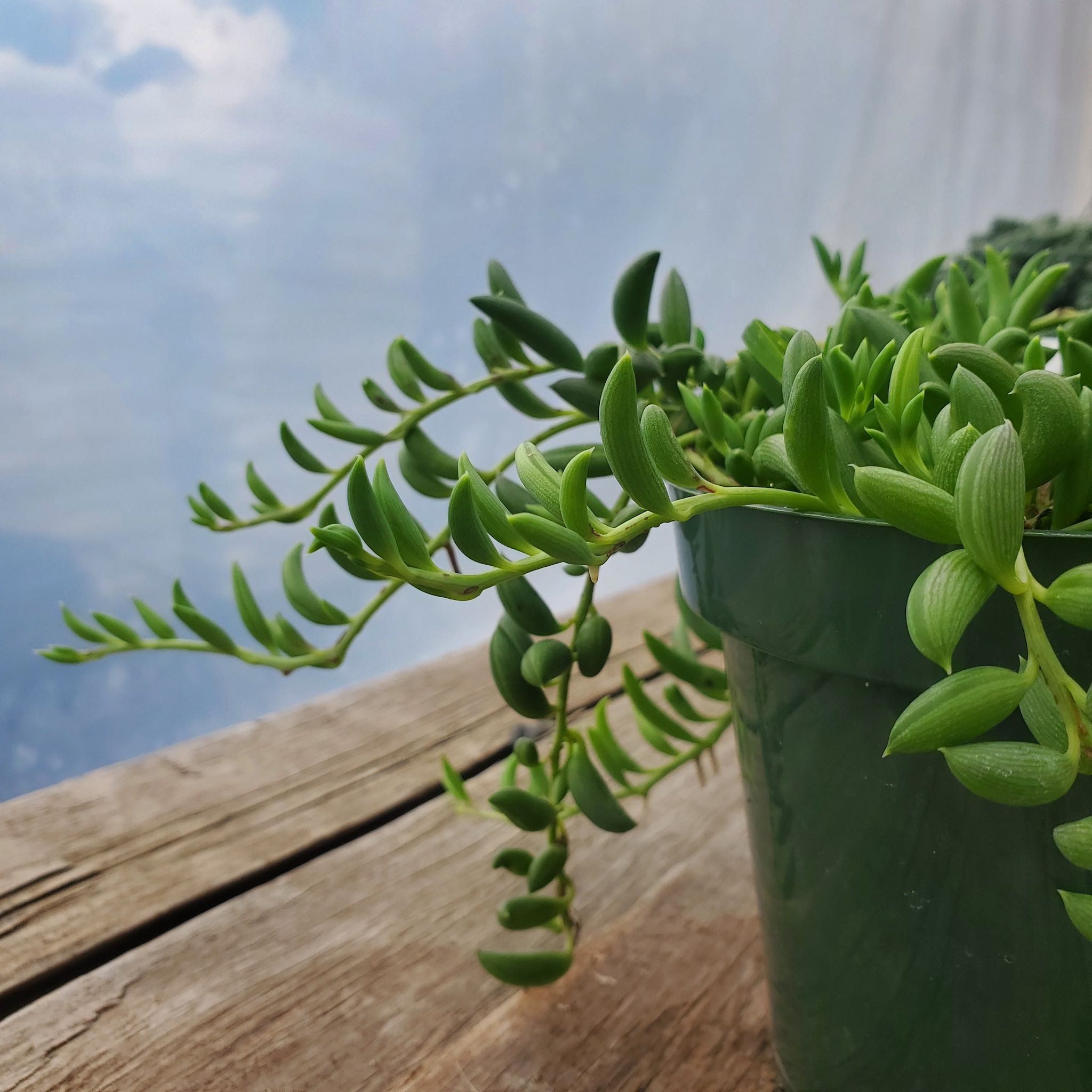 string of beans hanging plant Succulent 'String of Bananas' 6" Pot