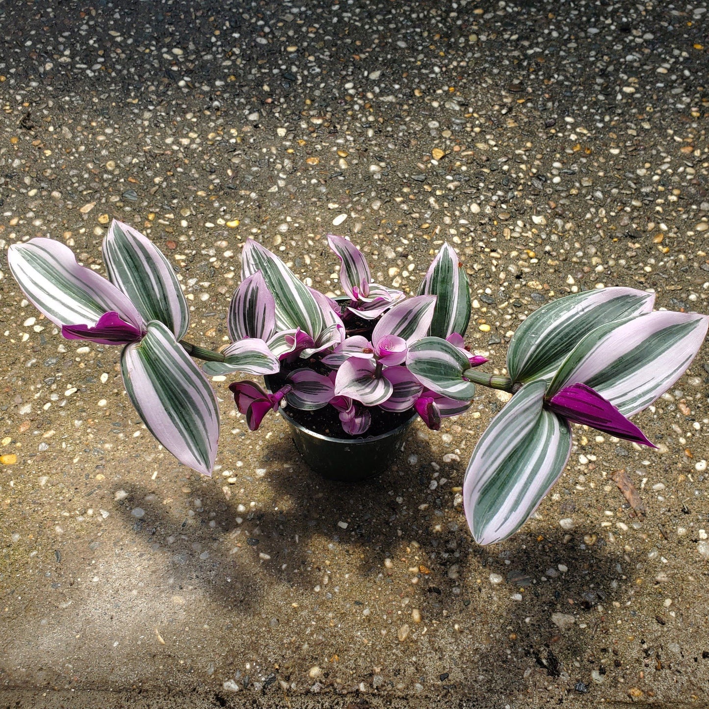 Tradescantia Nanouk