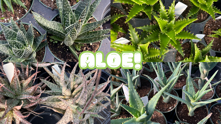 Aloes