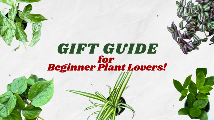 Beginner Plant Lover Gift Guide