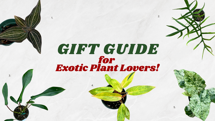 Exotic Plant Lover Gift Guide