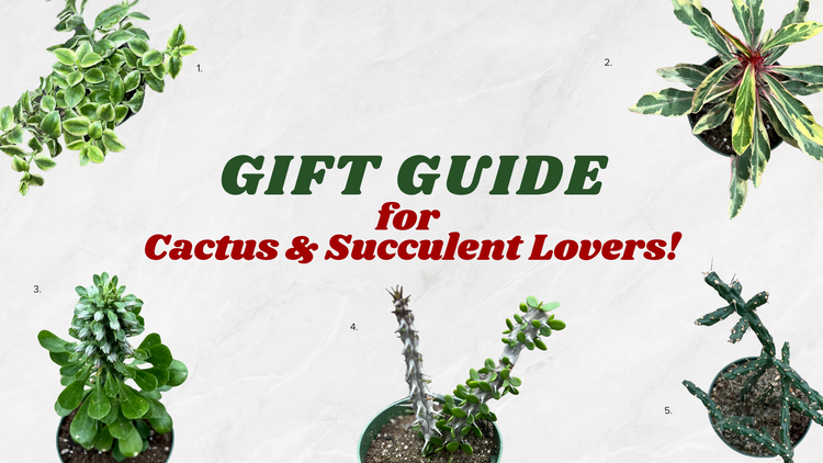 Cactus & Succulent Lover Gift Guide