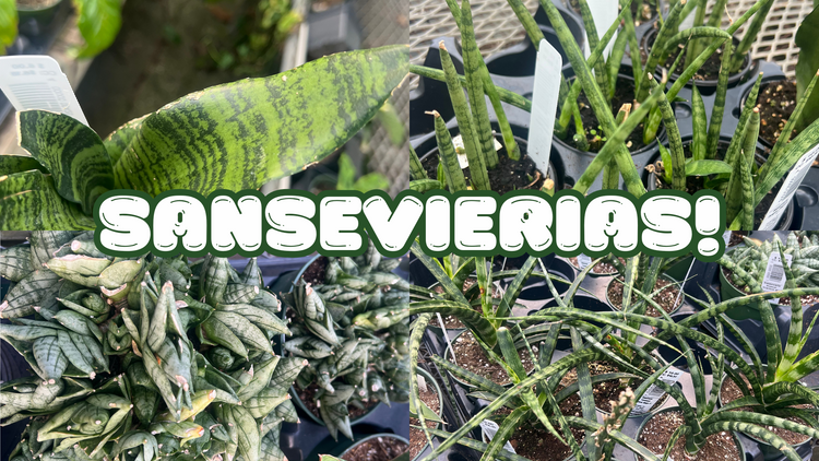 Sansevierias