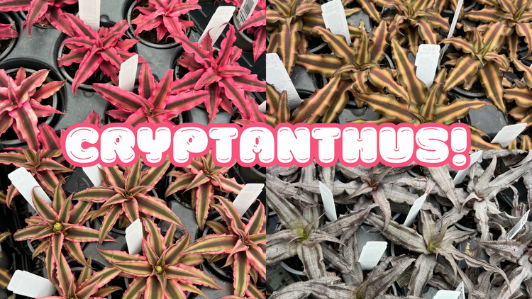 Cryptanthus