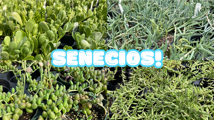 Senecios