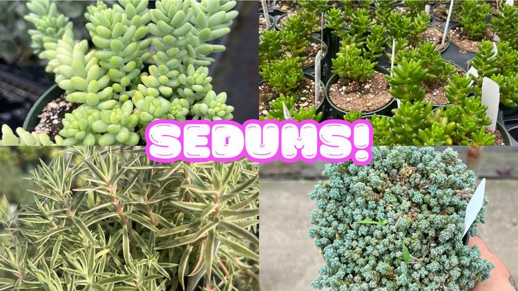 Sedums